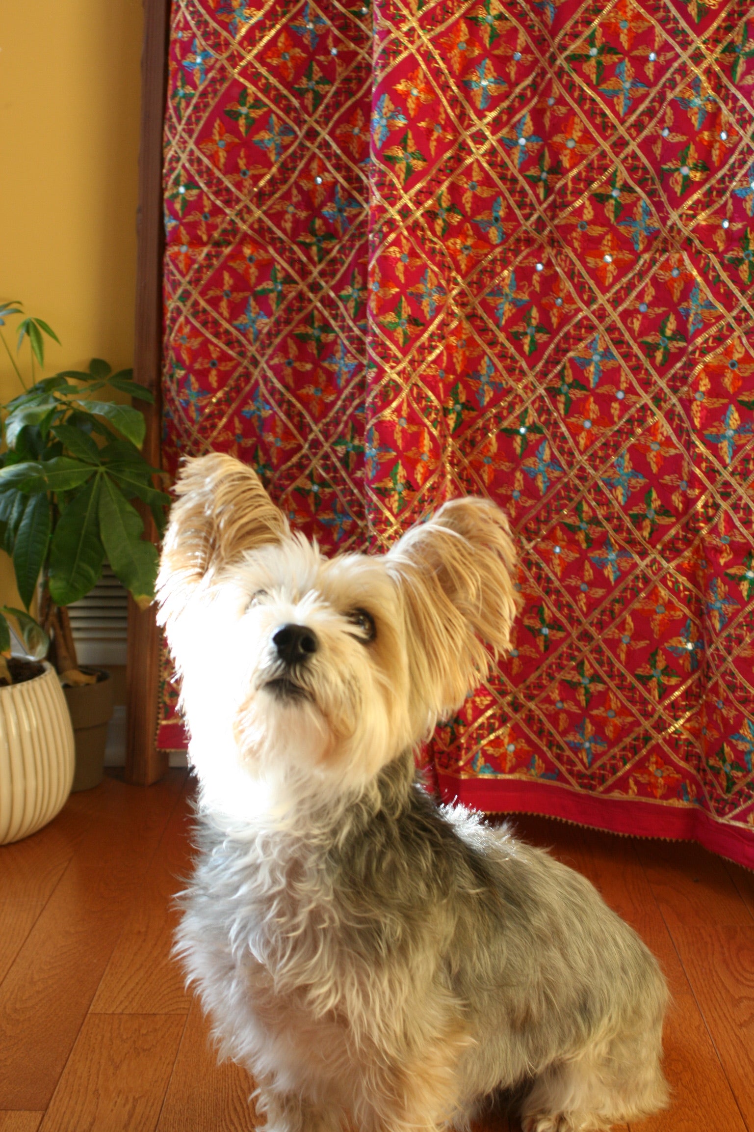 small dog with a handmade phulkari piece, called maharani baag